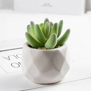 3 Pcs Artificial plant in white ceramic pot Fairy Finger