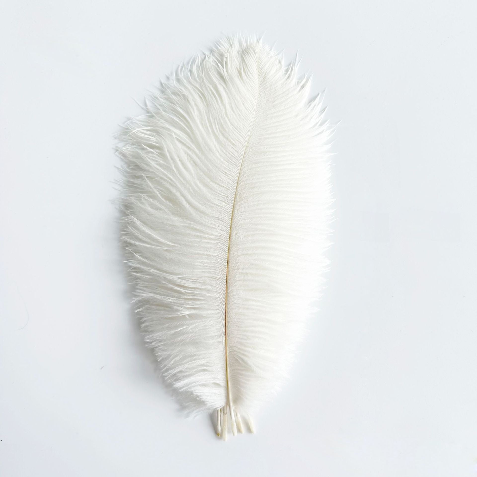 12 Pc Natural Plume Real Ostrich Feathers, DIY Centerpiece Fillers 13"-15" White